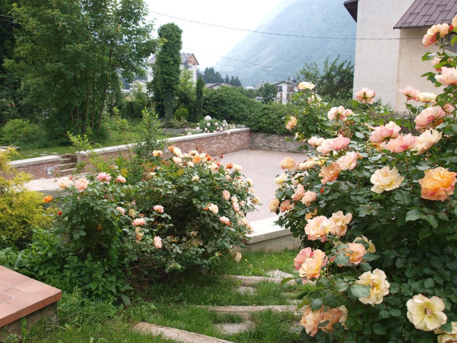 Giardino comune con rose